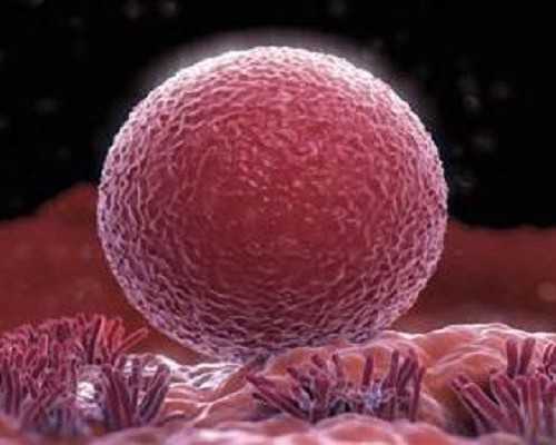 国内的供卵私立医院哪家好,可以谈恋爱结婚*子的游戏，能让女角色怀孕的游戏