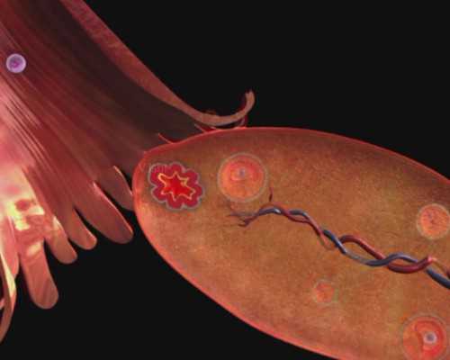 国内地下供卵公司,试管婴儿多钱？试管移植为什么会发*这个